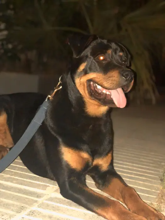 Mâle Rottweiler à vendre