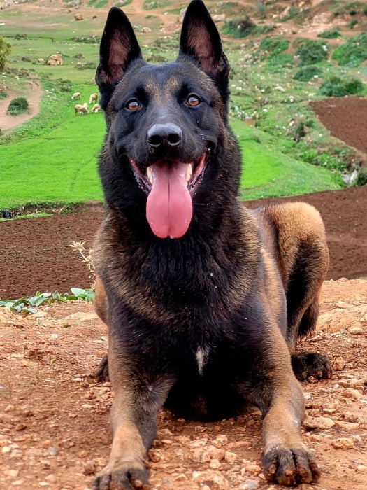 Des chiots malinois pure race son père pedegre