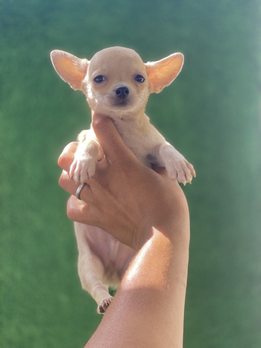 Chien chihuahua