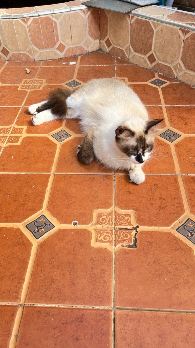 une chat ragdoll siamois