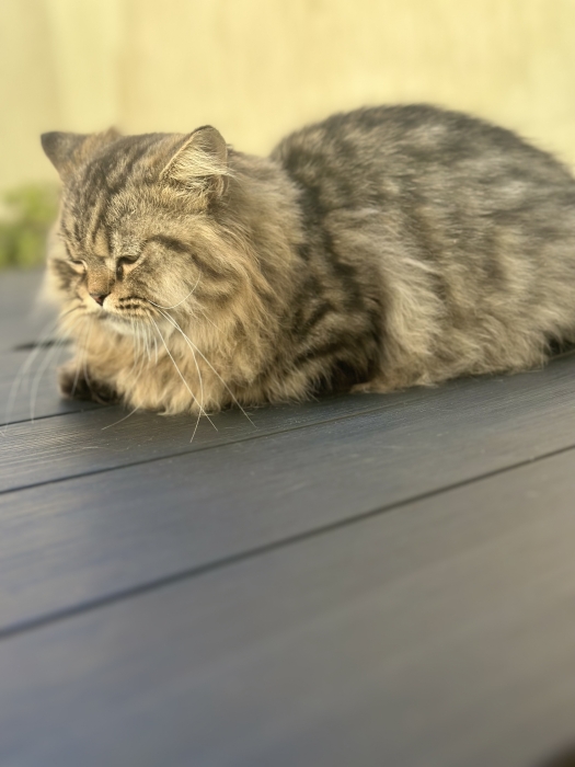 Chats munchkin mâles