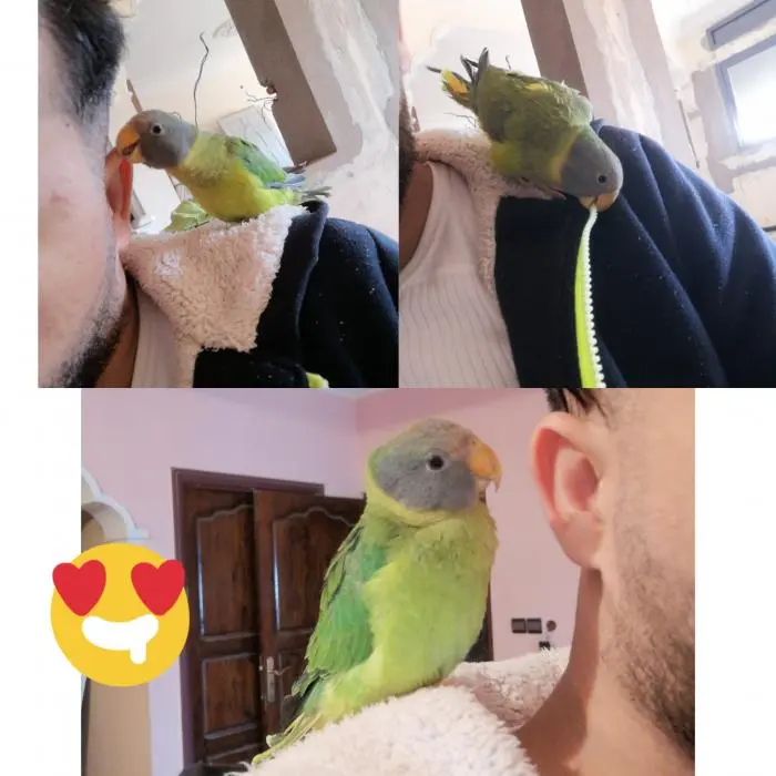 Perruche tête de prune 2021