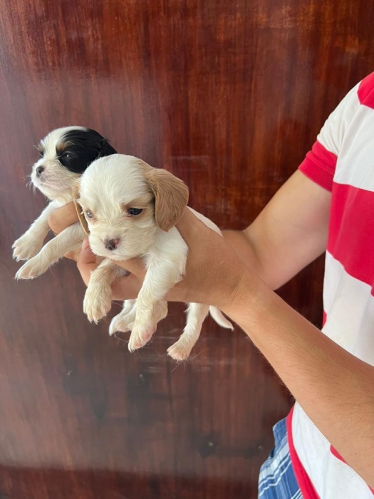 Cavalier King Charles