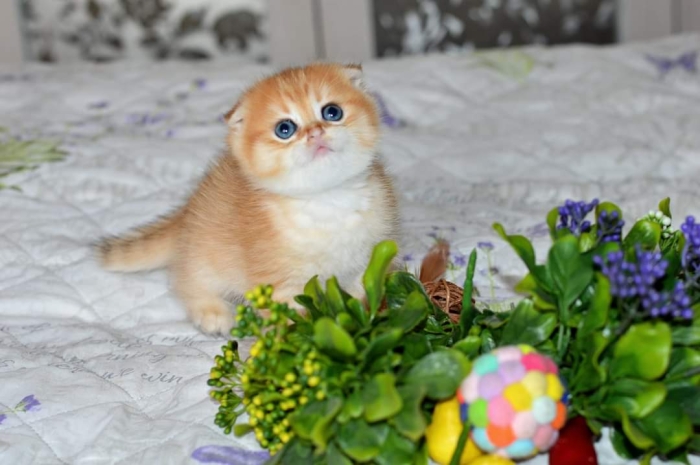 British golden shell et heightlend