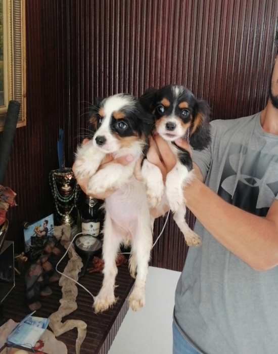 Cavalier King Charles