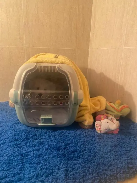 Bichon male vacciné avec accessoires