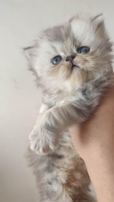 Chaton femelle 1 mois et demi