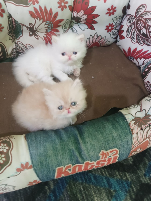 Chatons persans