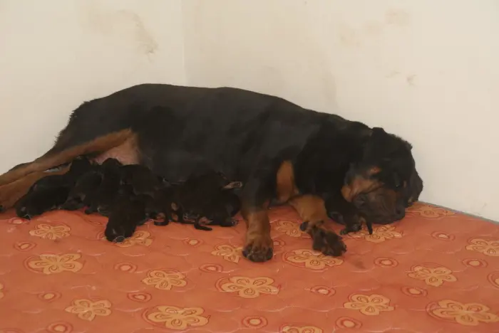 Rottweiler  femelle