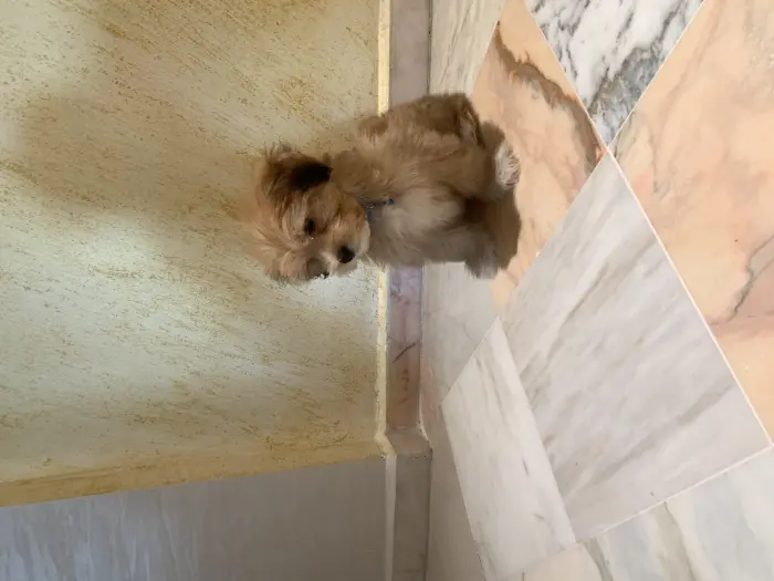 Vends bichon havanais pure 4 mois vacciné