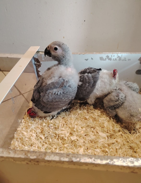 Gris du Gabon a vendre