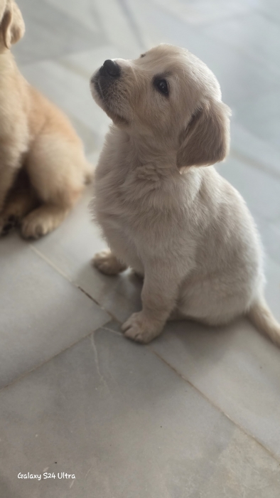 Golden retriever 2 mois