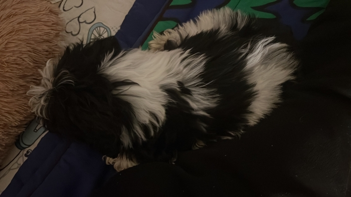 bichon havanais male