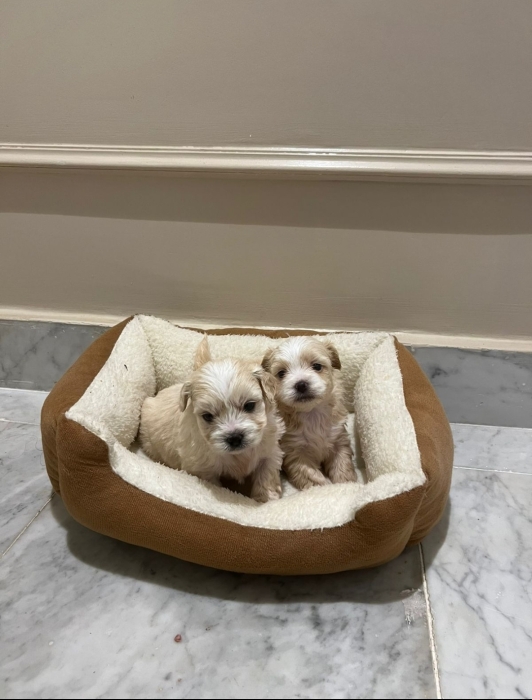 Bichon Havanais 🎊