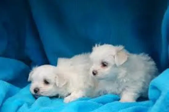 Bichon maltais mâle et femelle