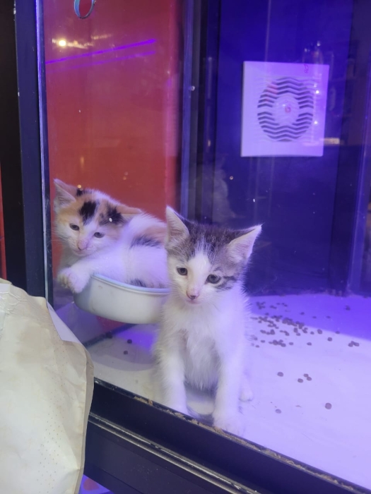 Chat sibériens en adoption