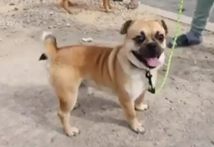 Chien carlin croisè avec pikinwa age de 10 mois