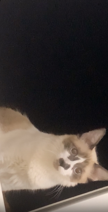 FABOOOR GRATUIT GHIR THALAA FIIIH Leo très très gentil 3mois