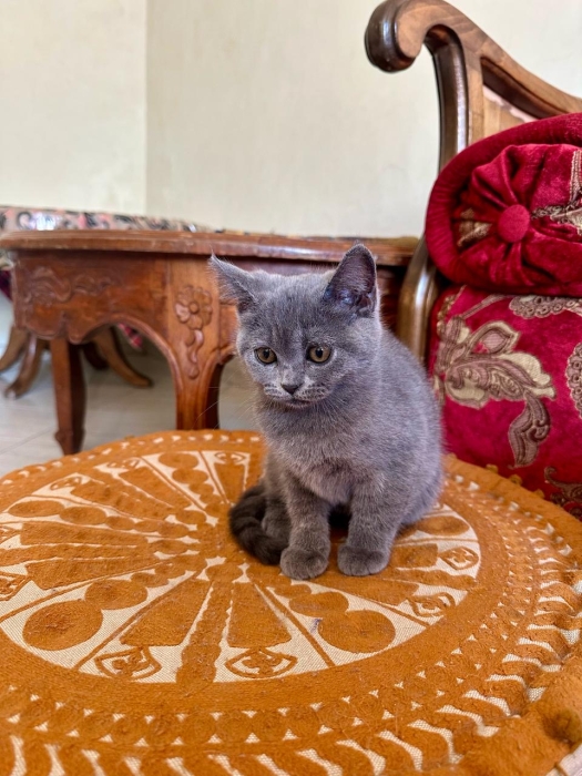British , Scottish fold and Scottish straight