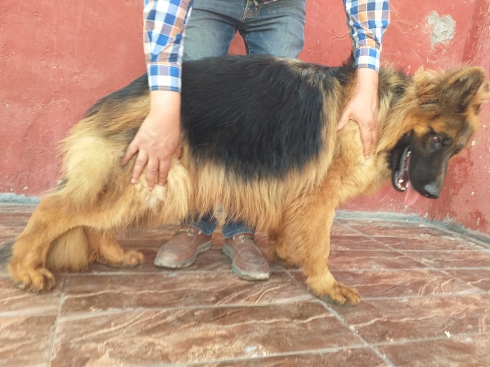 Berger allemand poil long