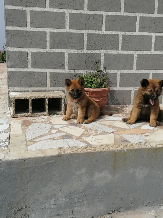 Berger allemand marron poil long