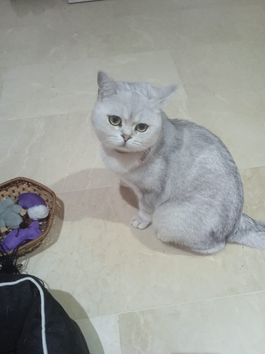 Vente chat british shorthair