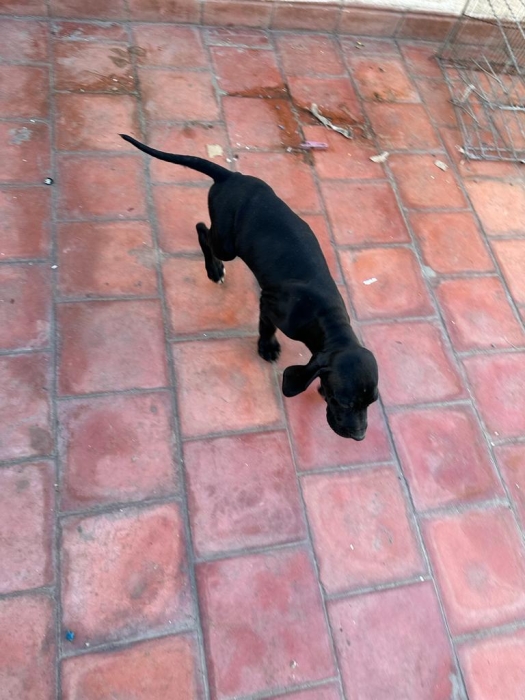 Chiots pointer noirs serpent 2mois