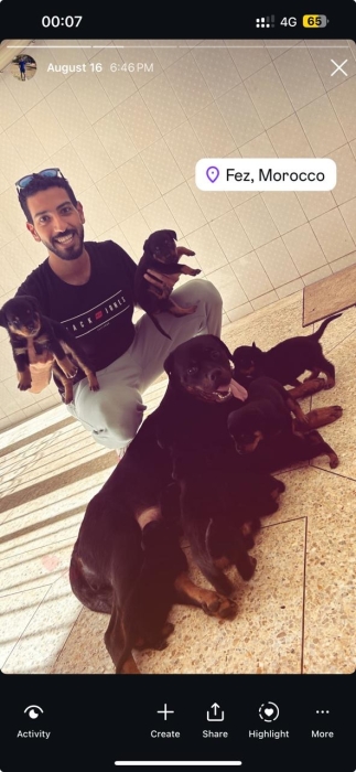 Rottweiler Royal a vendre