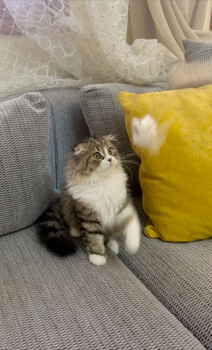Chaton Scottish fold