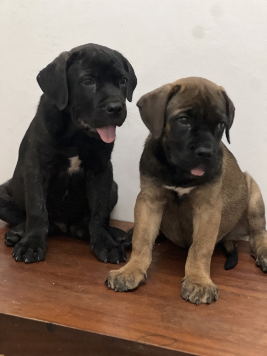 Chiots canecorso pedigree