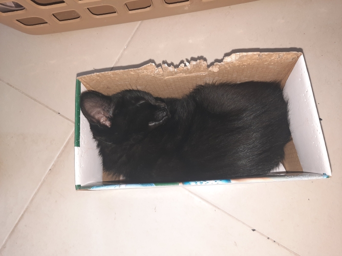 Noir spot blanc au cou