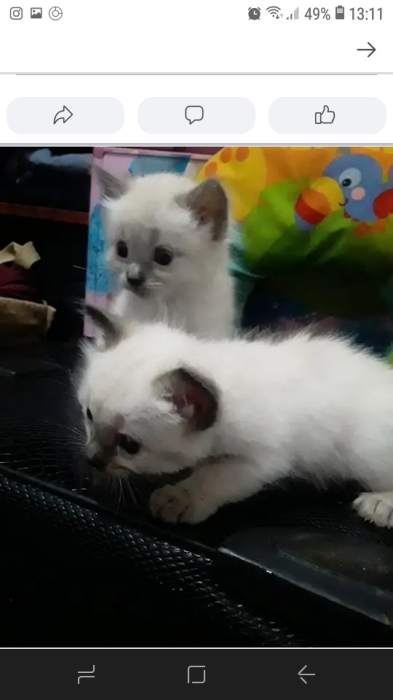 siamoa bermanie et hamalai 3 garcon 3 fille