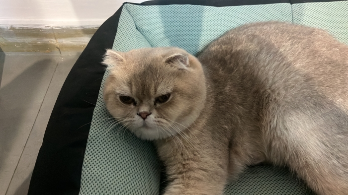 Chat mal scottish fold pour accouplement