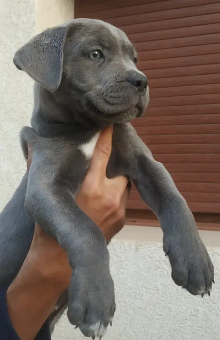 Chiot cane corso