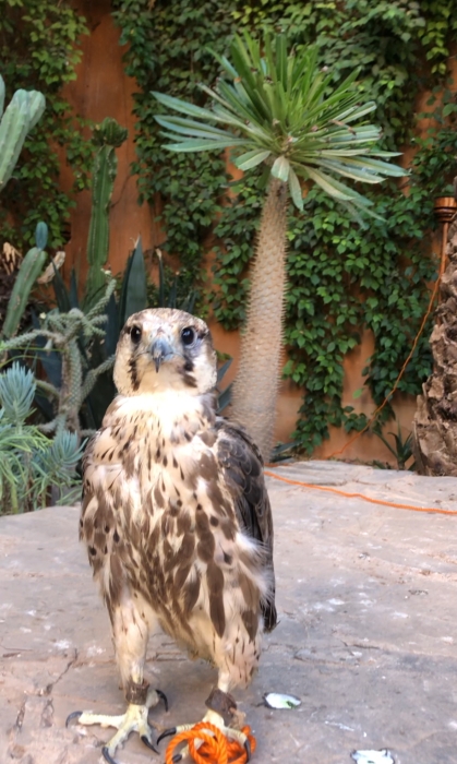 Faucons de Race Pure – Exceptionnels et Bien Dressés