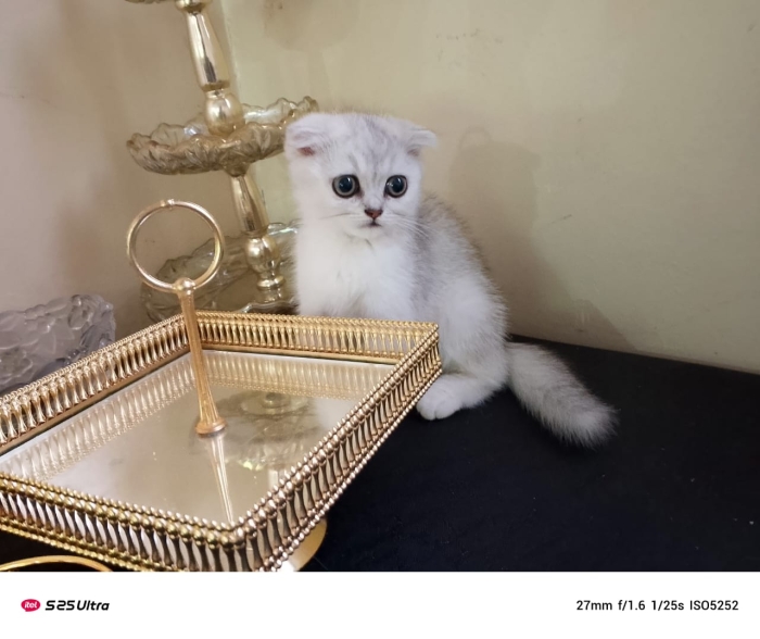 scottish fold et straight