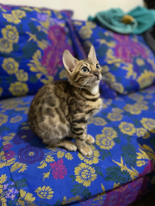 bengal bébé