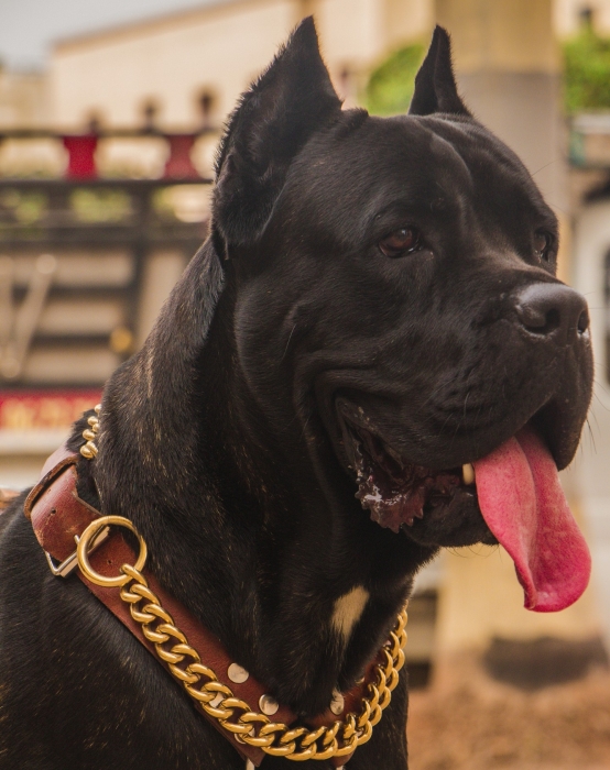 Très belle femelle Cane corso