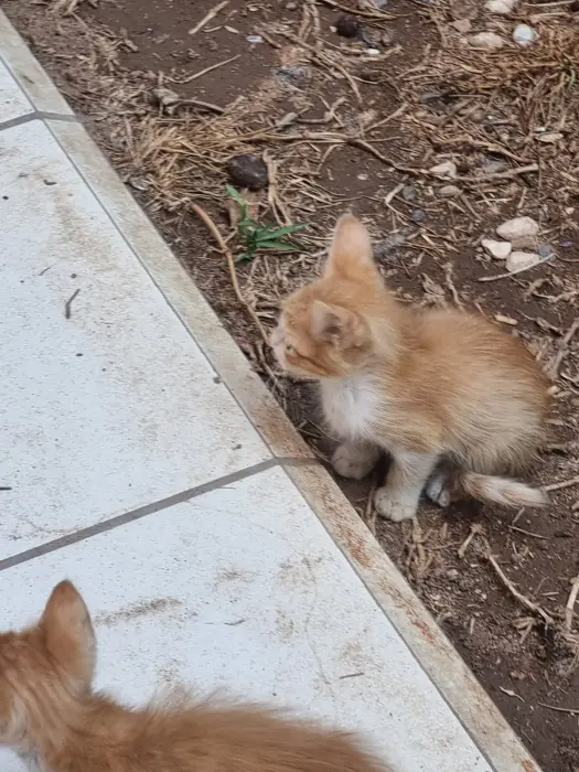 Chatons oranges à adopter d'une mère européenne