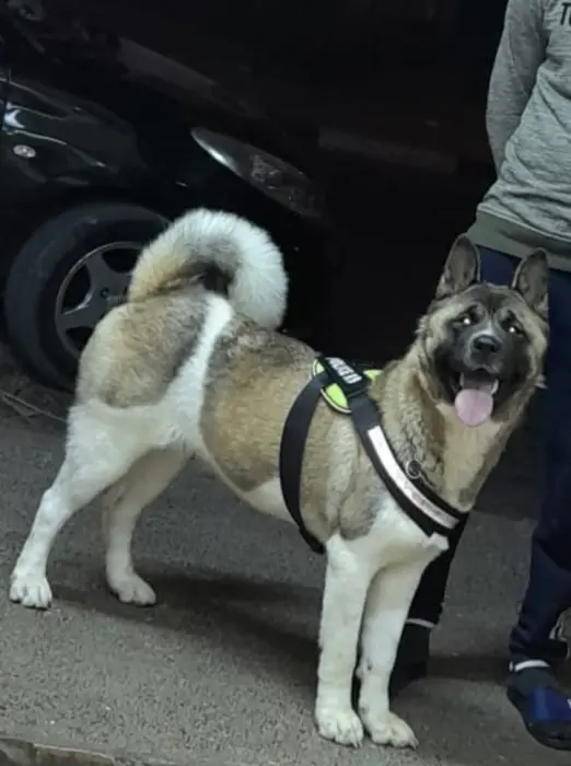 Akita