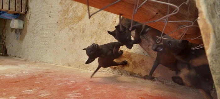 كلاب المانيلوا