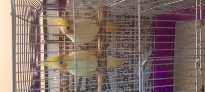 2 Callopsites Lutino