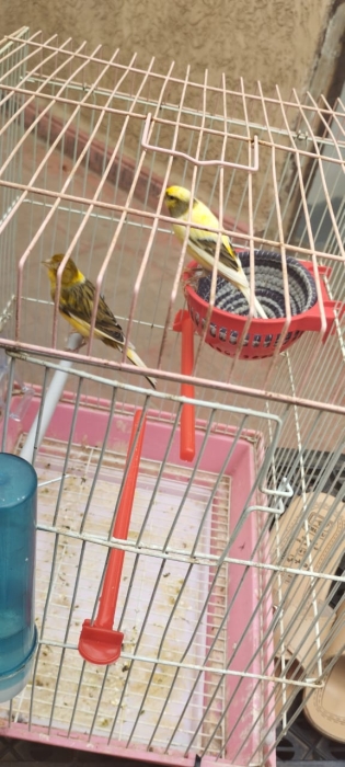 Couple Canaris كنار