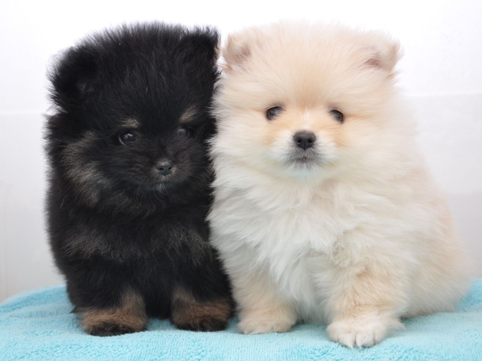 Spitz nain loulou de Pomeranie