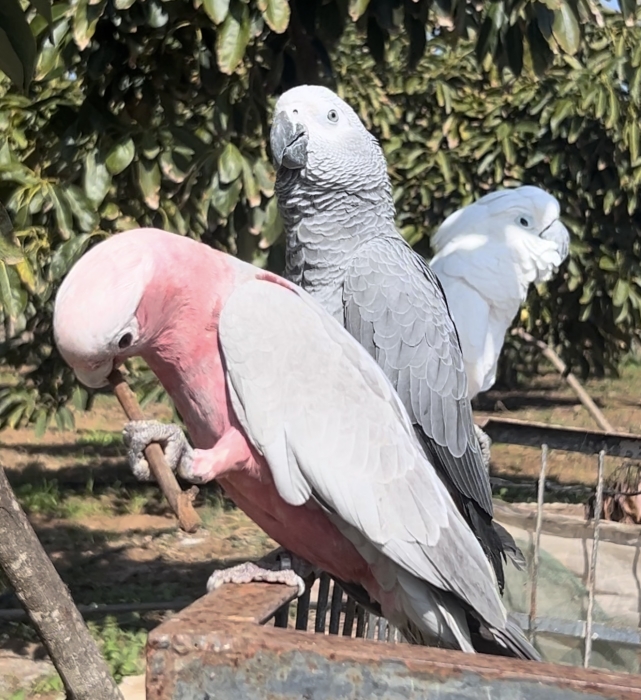 perroquet élevé à la main