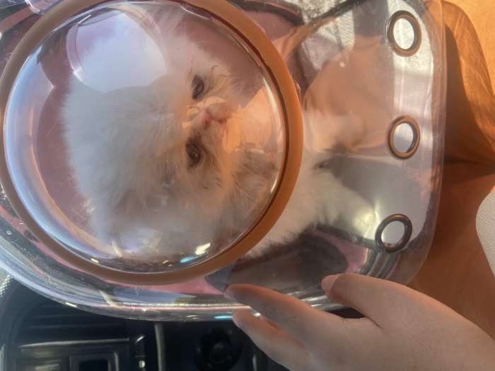 Persan picky face blanc