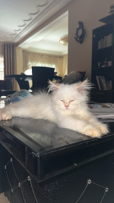 Persan shirazi avec sa cage