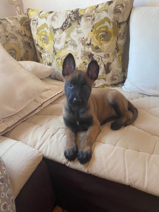 Malinois