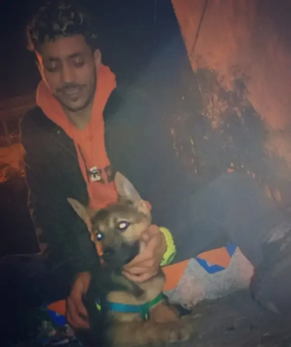 Berger allmendend female