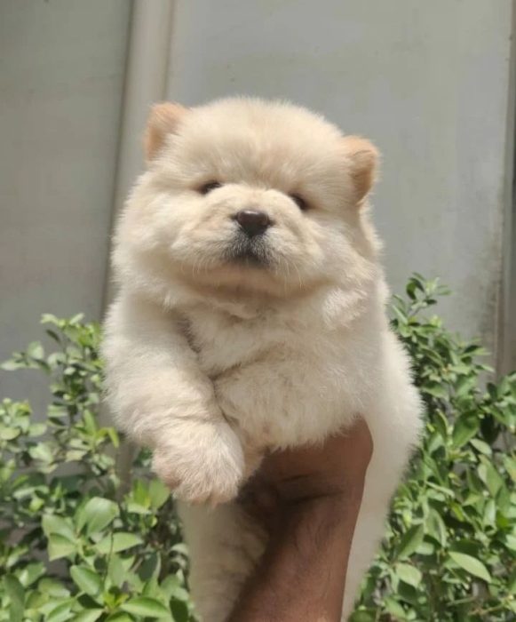 Chowchow